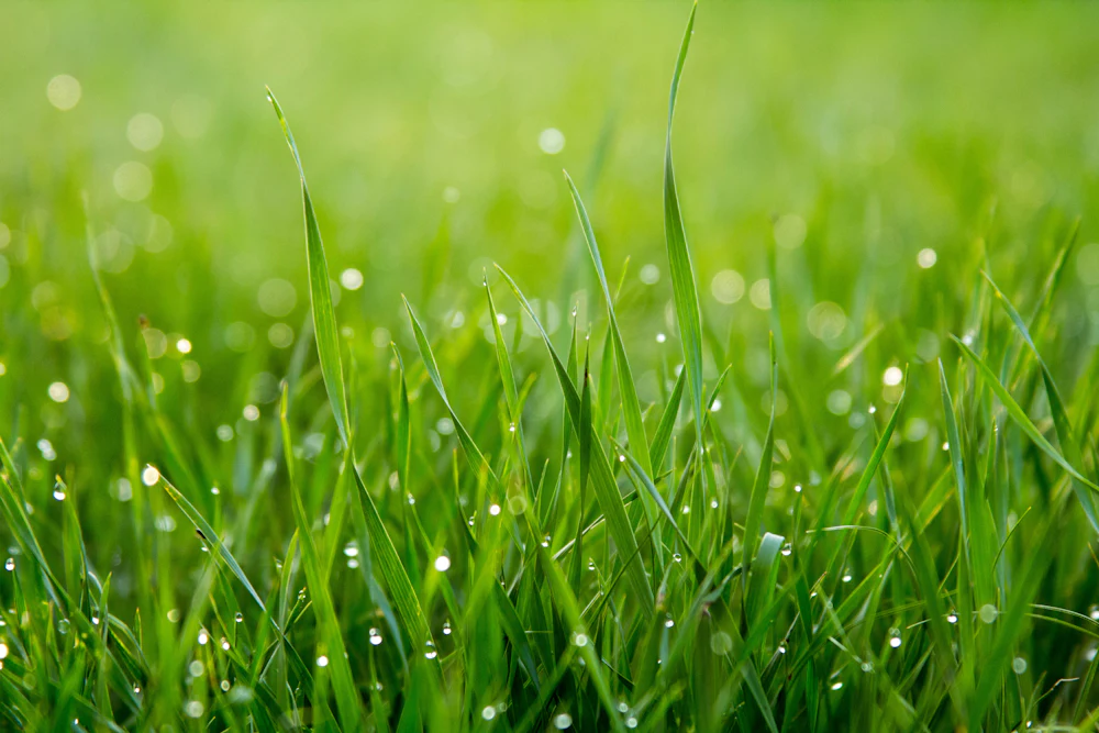 Gros plan sur des brins d'herbe