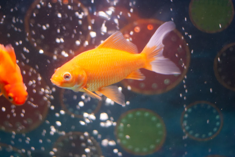 Poisson rouge dans un aquarium